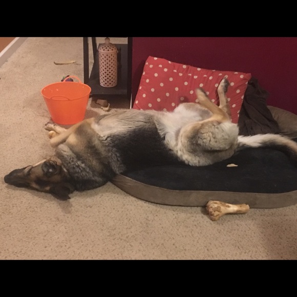 I’m a 59 year old mother of 3 and Nana to 8. My pictures are of my 3 protectors. - Picture 8 of 11